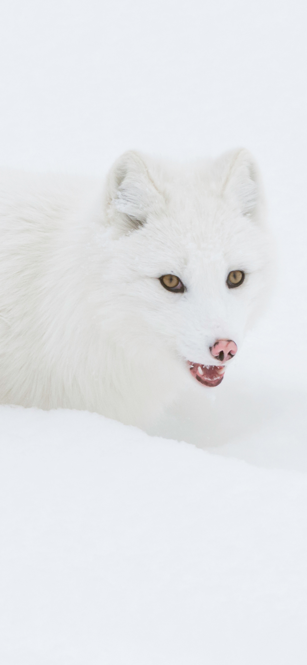 Arctic Fox in Snow wallpaper 1170x2532