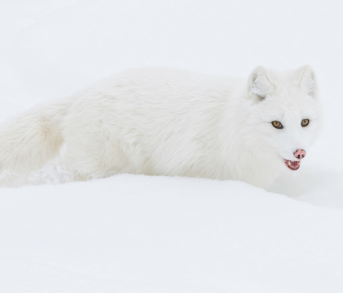 Fondo de pantalla Arctic Fox in Snow 1200x1024