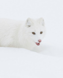 Das Arctic Fox in Snow Wallpaper 128x160
