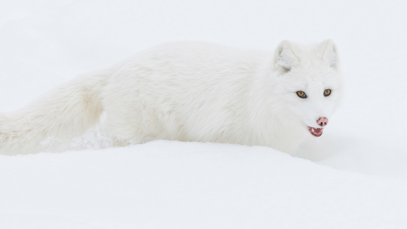 Arctic Fox in Snow wallpaper 1366x768