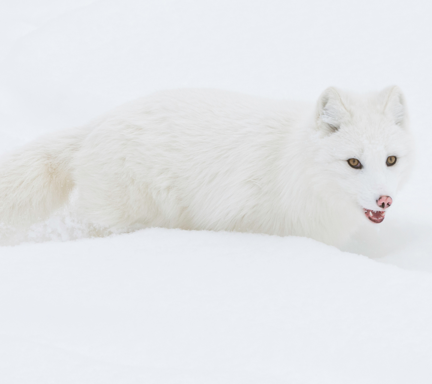 Das Arctic Fox in Snow Wallpaper 1440x1280