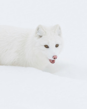 Sfondi Arctic Fox in Snow 176x220
