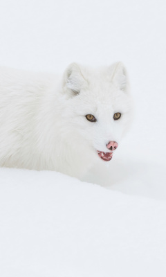 Arctic Fox in Snow wallpaper 240x400