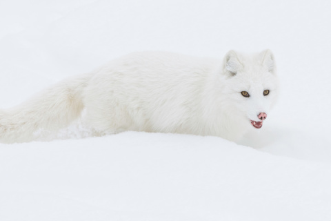 Обои Arctic Fox in Snow 480x320