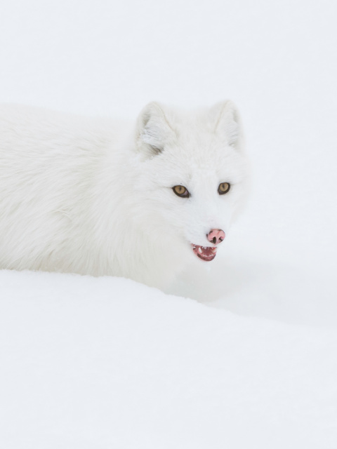 Sfondi Arctic Fox in Snow 480x640