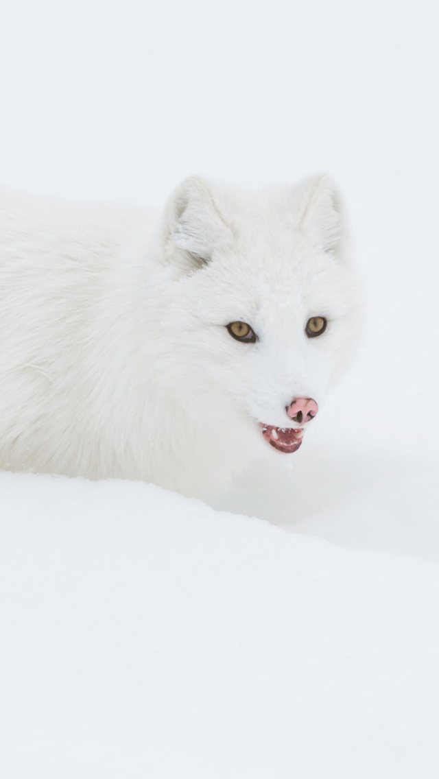Das Arctic Fox in Snow Wallpaper 640x1136
