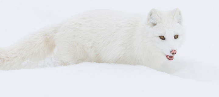 Das Arctic Fox in Snow Wallpaper 720x320
