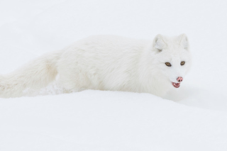Arctic Fox in Snow - Obrázkek zdarma pro Fullscreen Desktop 800x600