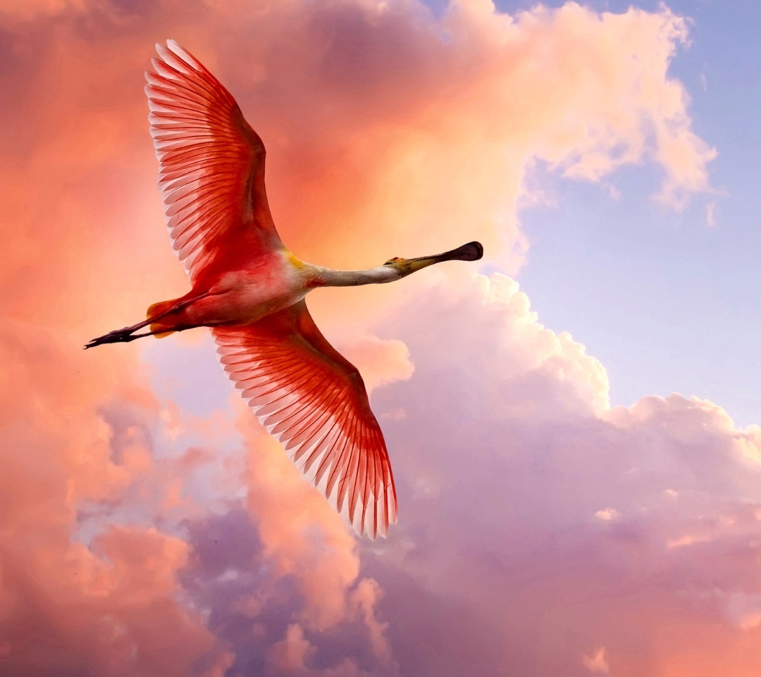 Screenshot №1 pro téma The Roseate Spoonbill 1080x960