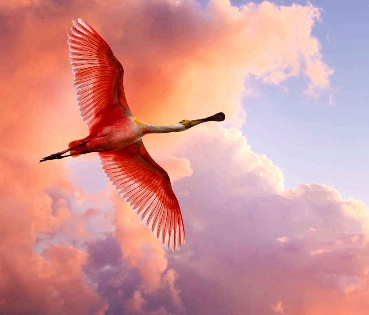 Fondo de pantalla The Roseate Spoonbill 1200x1024