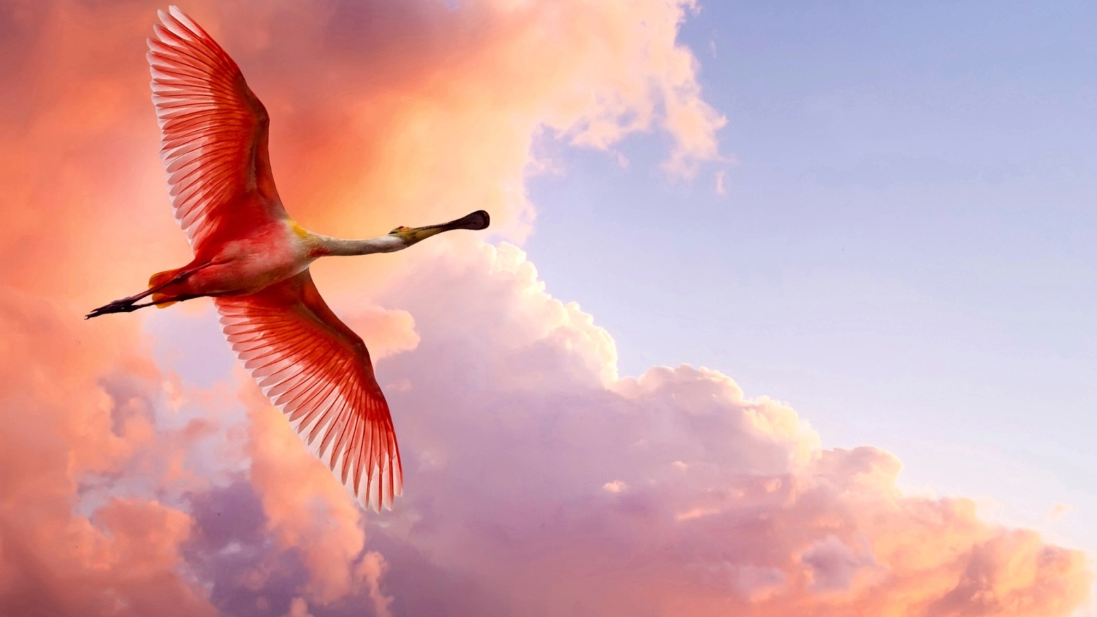 The Roseate Spoonbill wallpaper 1600x900