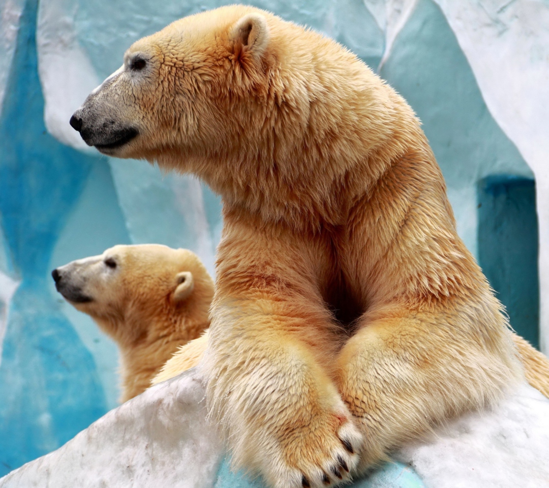 Das Polar Bears Wallpaper 1080x960