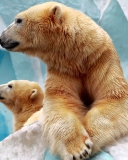 Fondo de pantalla Polar Bears 128x160