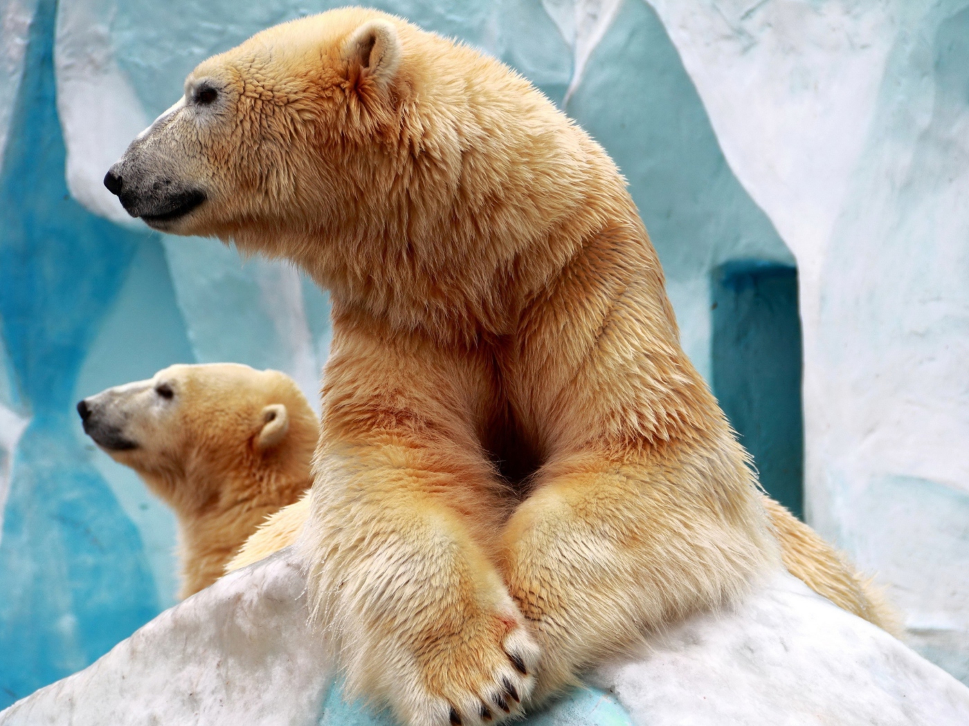 Fondo de pantalla Polar Bears 1400x1050