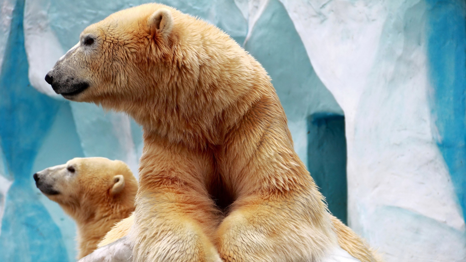 Screenshot №1 pro téma Polar Bears 1600x900
