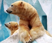 Fondo de pantalla Polar Bears 176x144