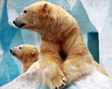 Fondo de pantalla Polar Bears 220x176