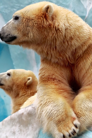 Fondo de pantalla Polar Bears 320x480