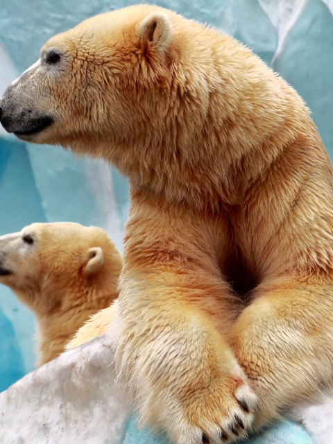 Fondo de pantalla Polar Bears 480x640