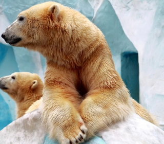 Polar Bears sfondi gratuiti per 1024x1024