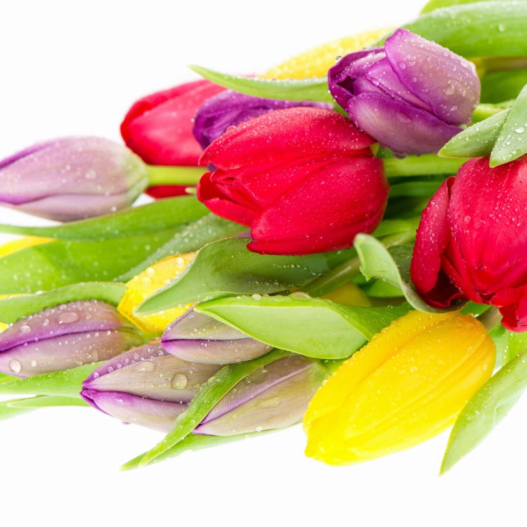 Fondo de pantalla Fresh Tulips 1024x1024