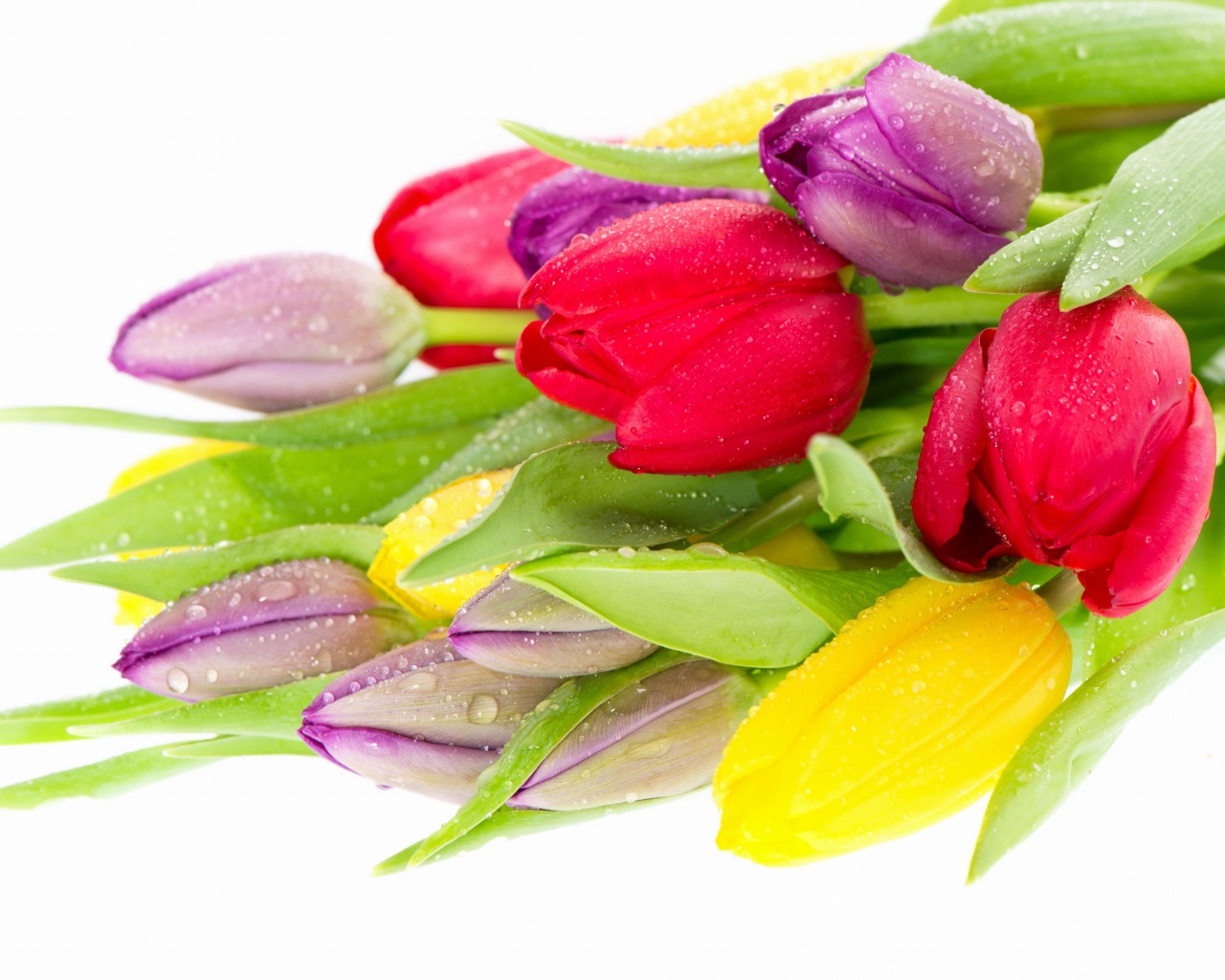Sfondi Fresh Tulips 1280x1024