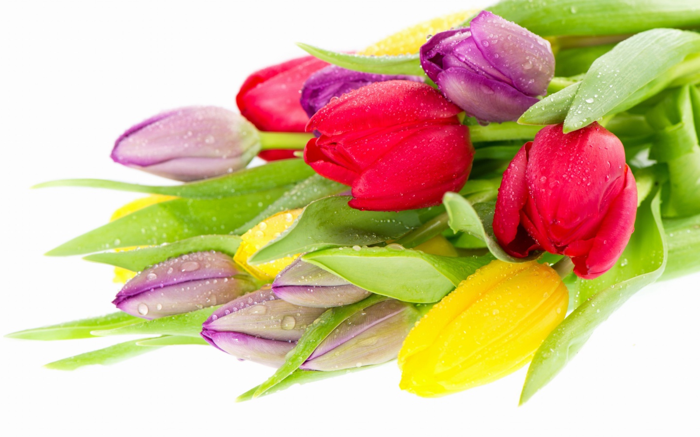 Das Fresh Tulips Wallpaper 1440x900