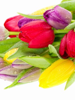 Обои Fresh Tulips 240x320