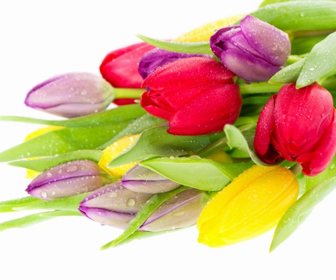 Fondo de pantalla Fresh Tulips 480x400