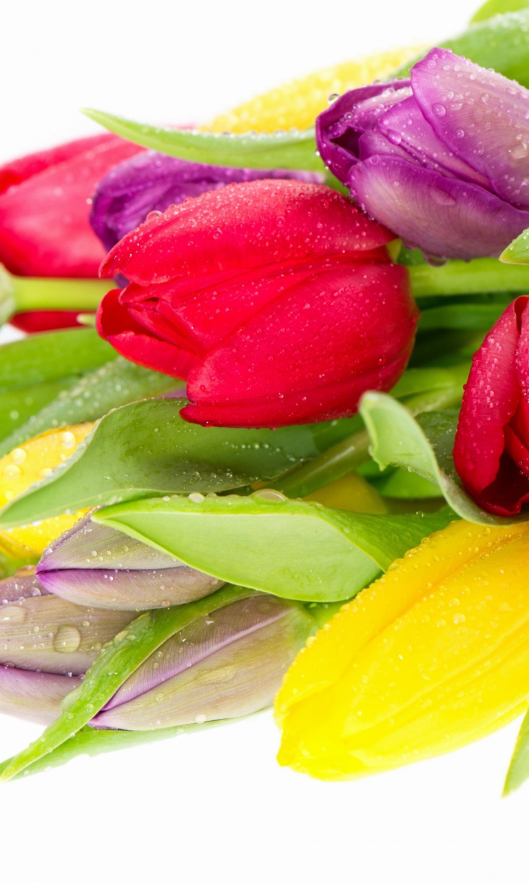 Fresh Tulips wallpaper 768x1280