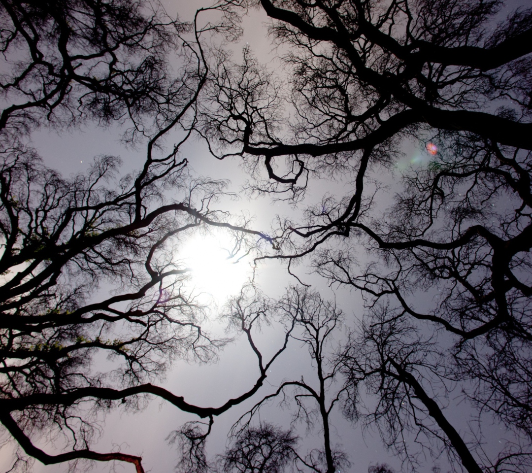 Обои Sun In The Trees 1080x960