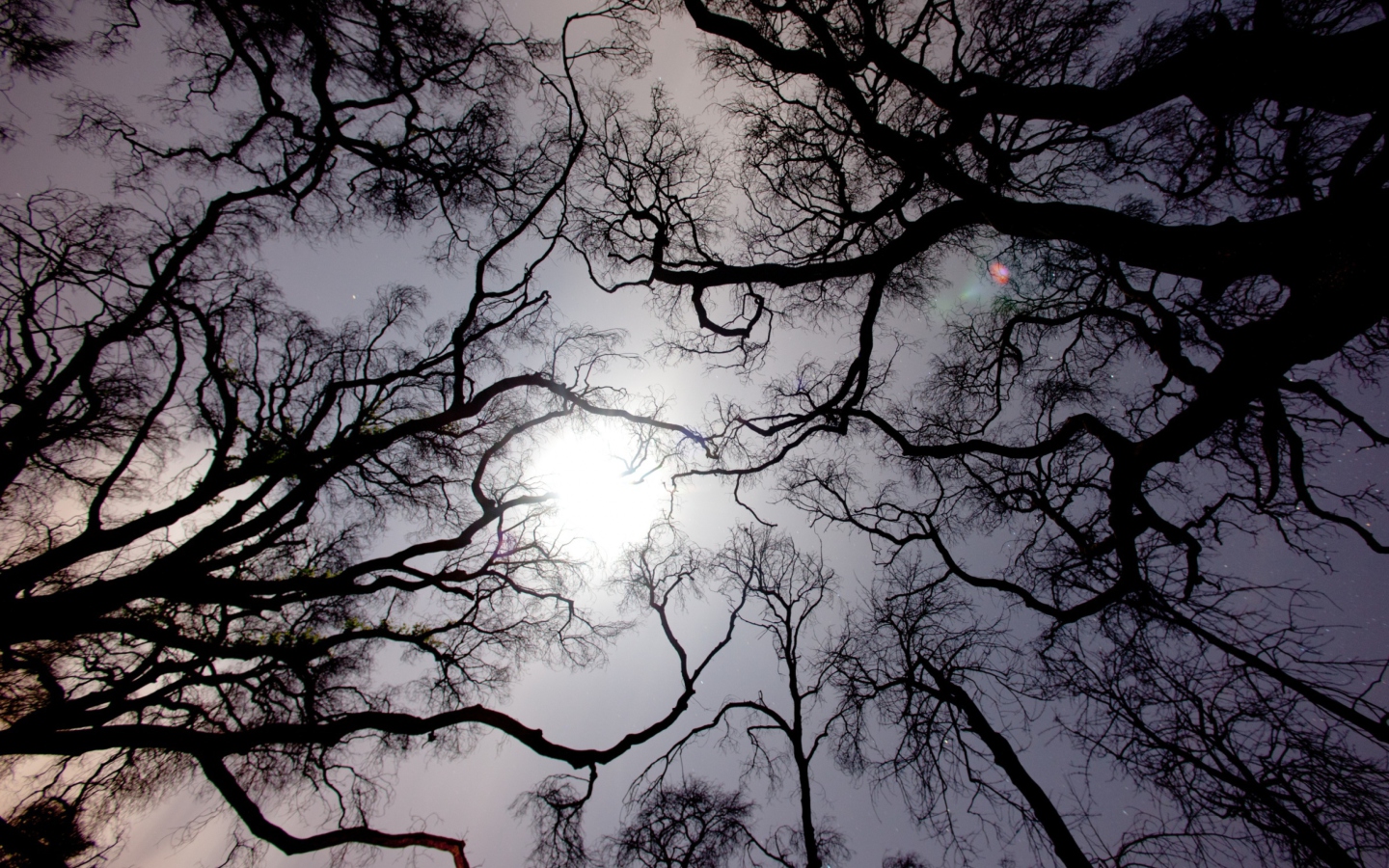 Fondo de pantalla Sun In The Trees 1440x900