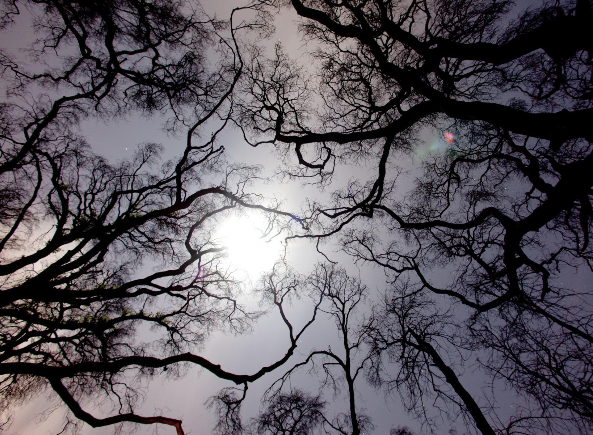 Sfondi Sun In The Trees 1920x1408