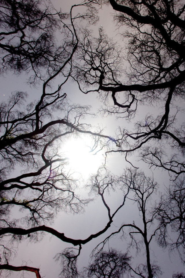 Fondo de pantalla Sun In The Trees 640x960
