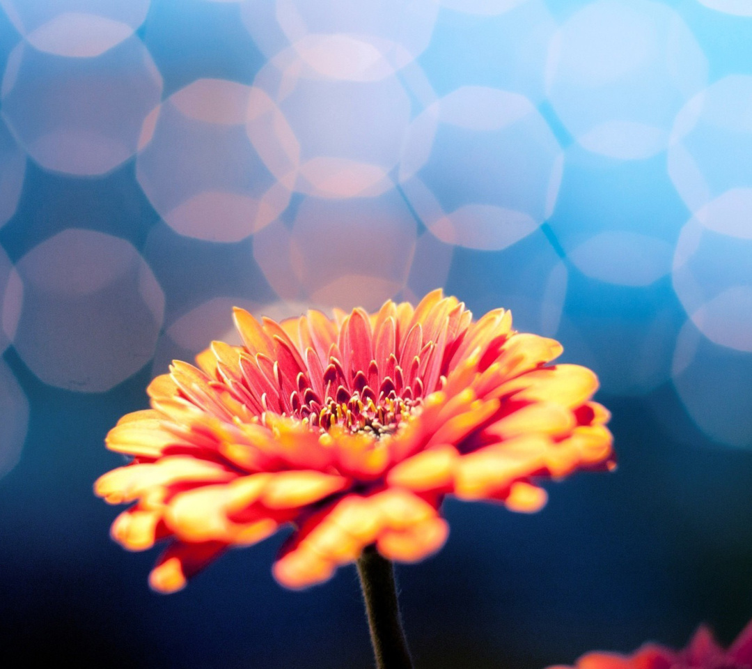 Das Macro Flower Bokeh HD Wallpaper 1080x960