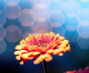 Screenshot №1 pro téma Macro Flower Bokeh HD 176x144