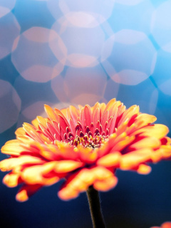 Das Macro Flower Bokeh HD Wallpaper 240x320