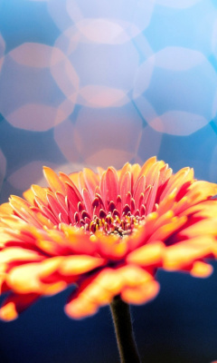 Das Macro Flower Bokeh HD Wallpaper 240x400
