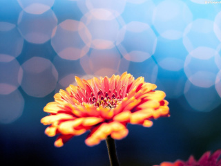 Das Macro Flower Bokeh HD Wallpaper 320x240