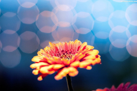 Das Macro Flower Bokeh HD Wallpaper 480x320