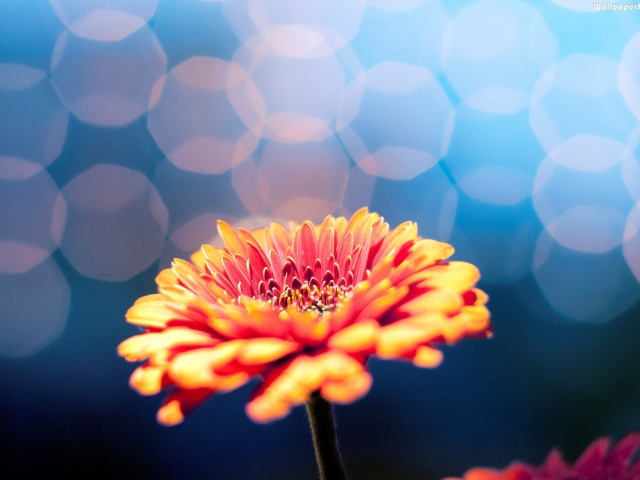 Das Macro Flower Bokeh HD Wallpaper 640x480