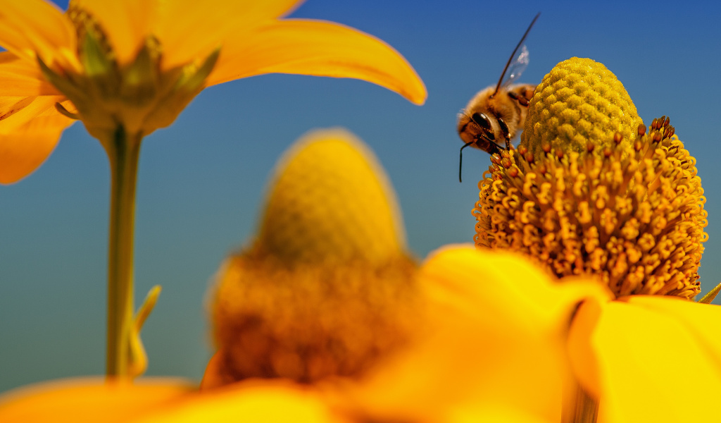 Das Honey bee Wallpaper 1024x600
