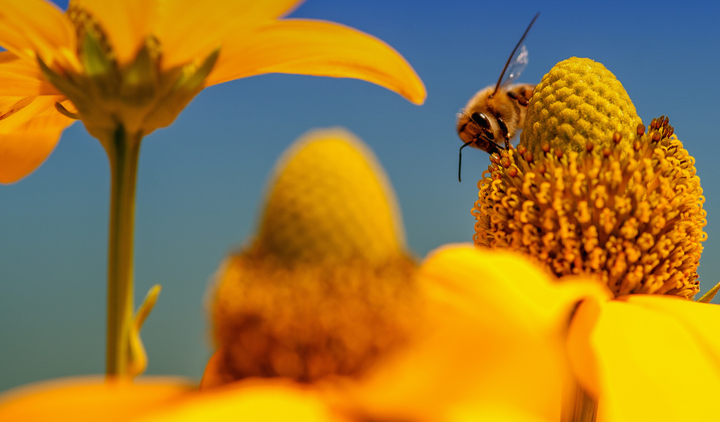 Honey bee wallpaper 1024x600