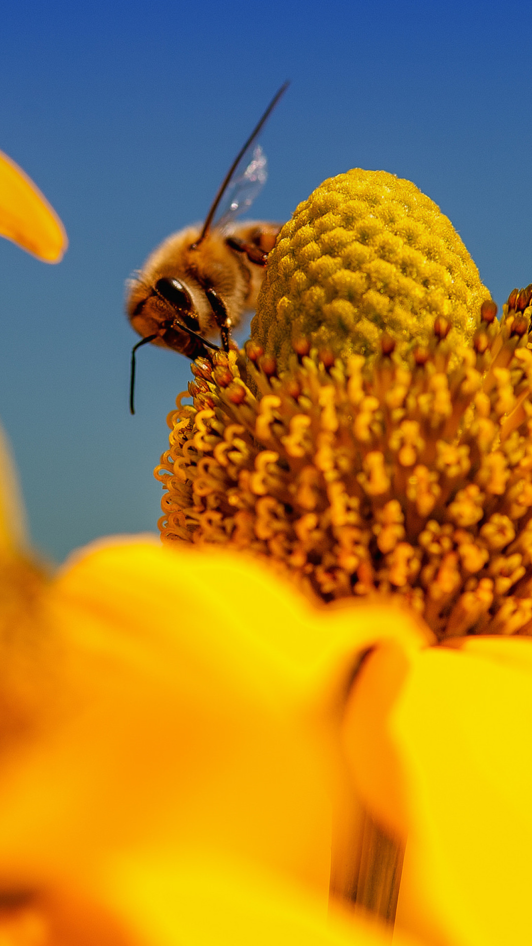 Honey bee wallpaper 1080x1920