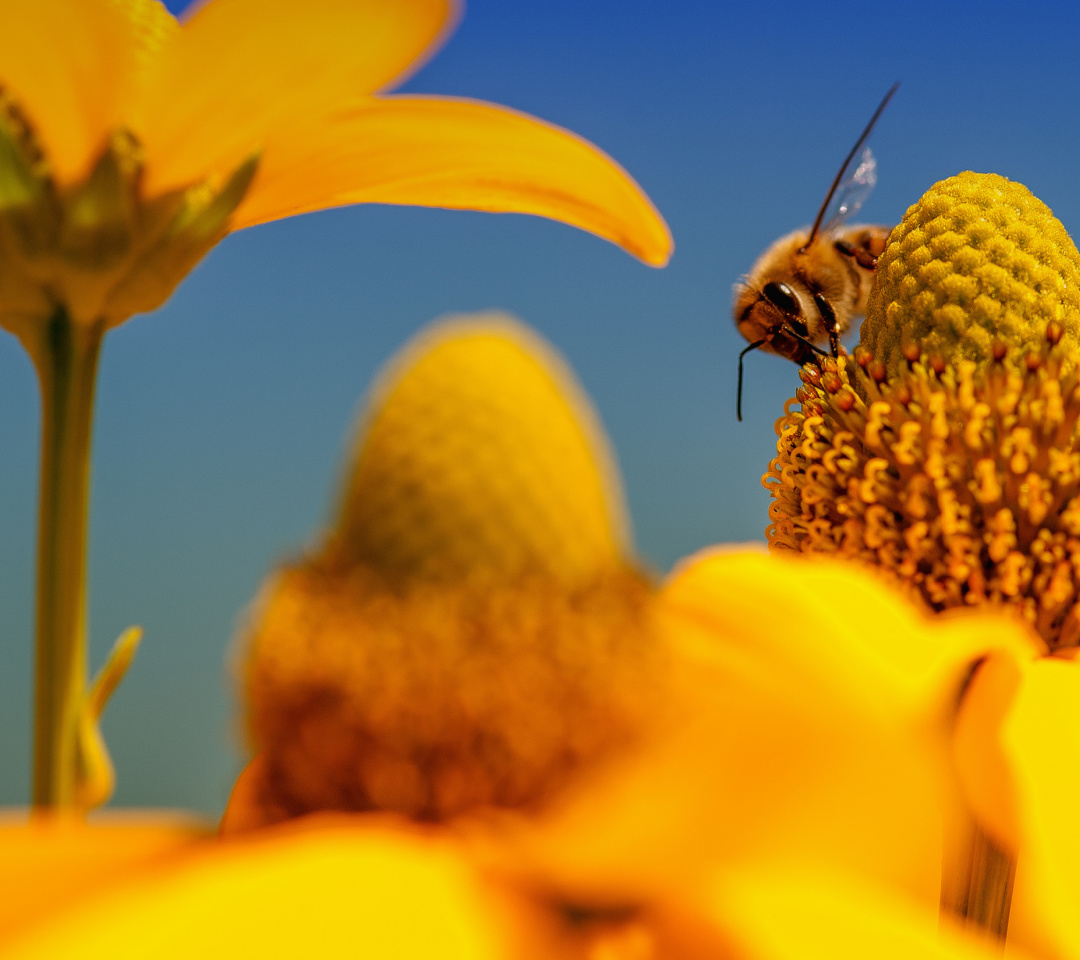 Sfondi Honey bee 1080x960