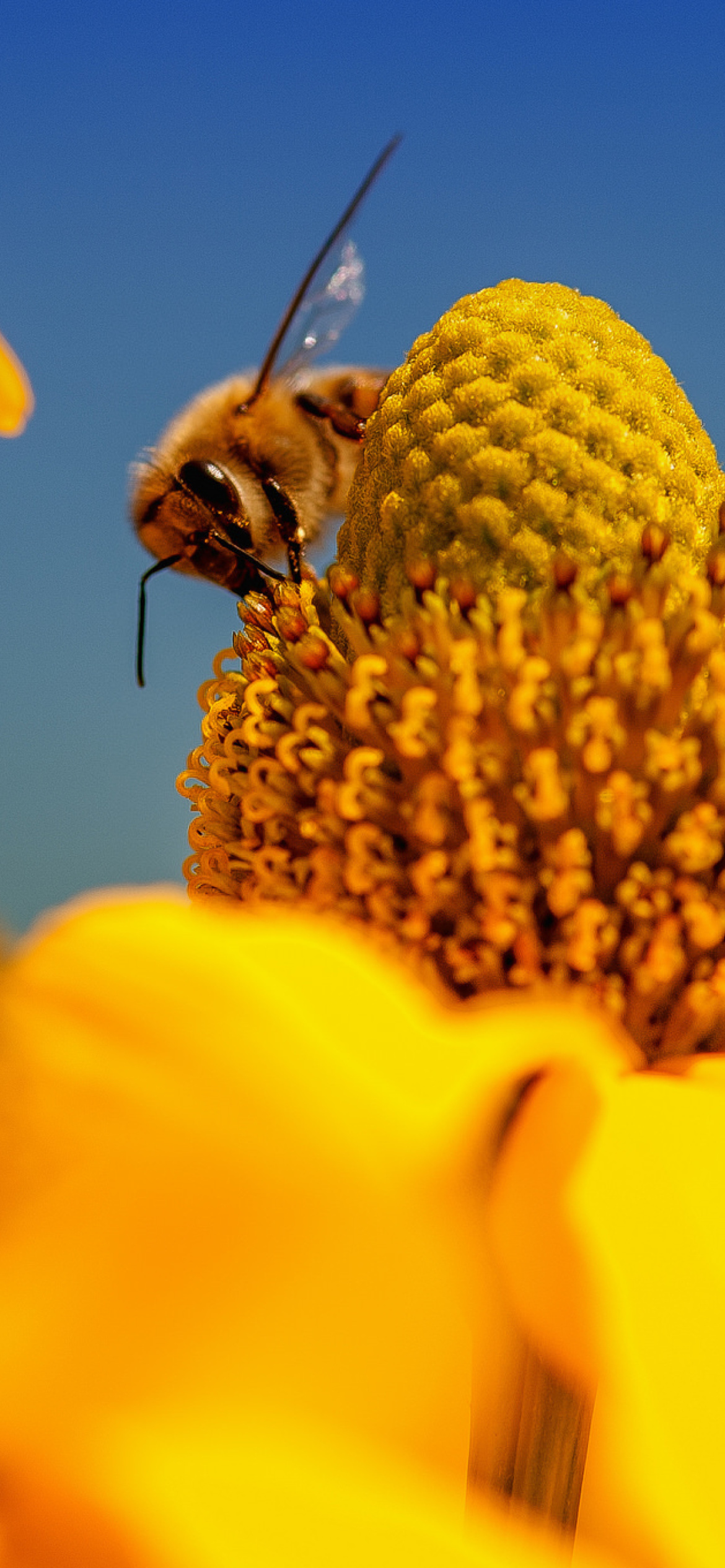 Honey bee screenshot #1 1170x2532