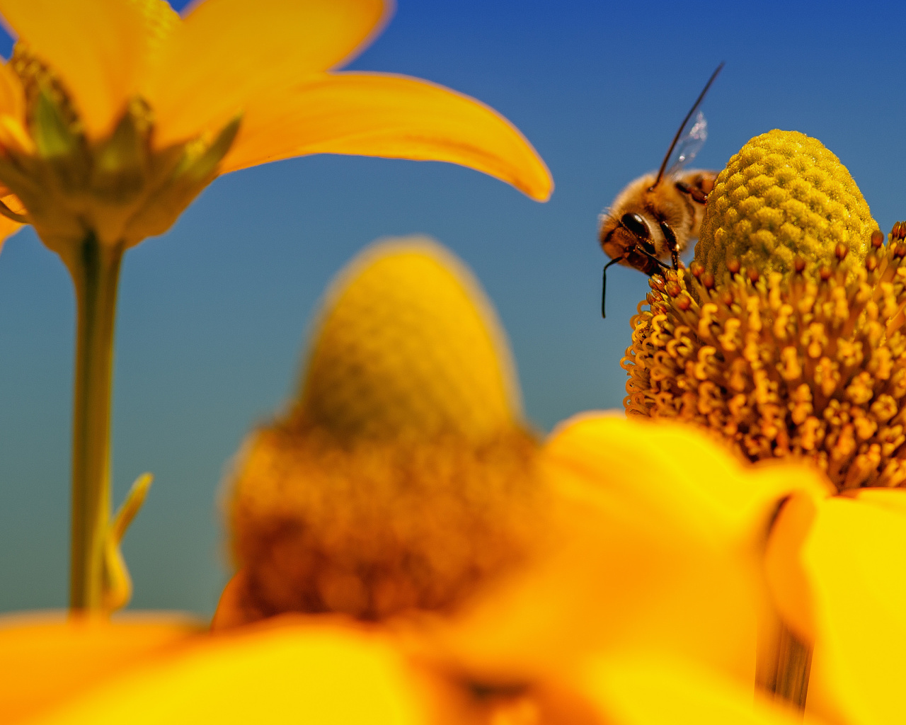Fondo de pantalla Honey bee 1280x1024