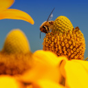 Honey bee screenshot #1 128x128