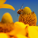 Honey bee wallpaper 128x128