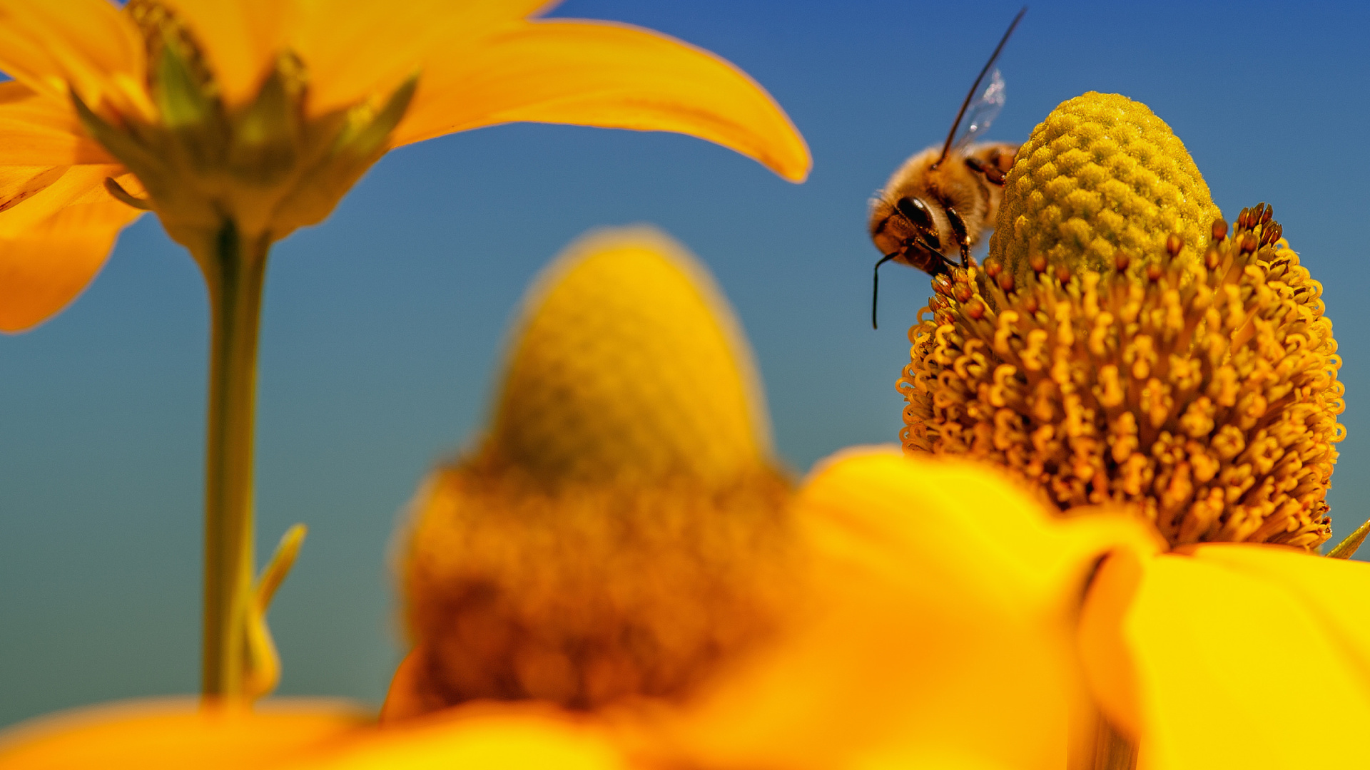 Sfondi Honey bee 1920x1080